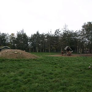 Odsherreds Zoo - Pampas