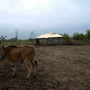 Odsherreds Zoo - Savannah enclosure