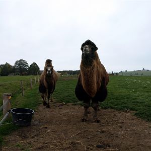 Odsherreds Zoo - Camels