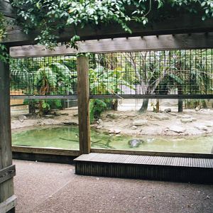 Pygmy Hippo Exhibit