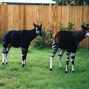 Male Okapis