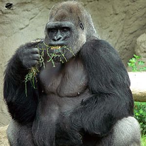 Western lowland gorilla