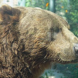 Syrian brown bear