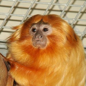 golden lion tamarin