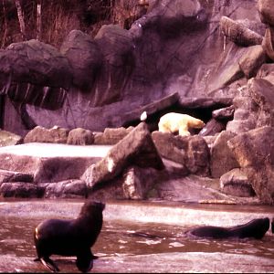 Seal pool and Polar Bear - 1984