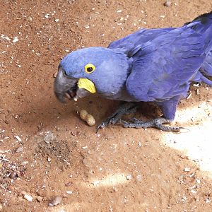 hyacinth macaw