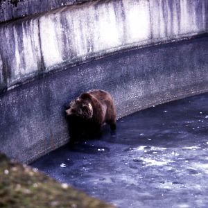 Brown Bear - 1984