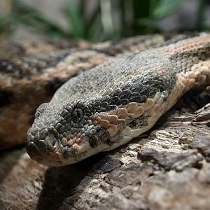 Universeum - Sahara rock viper