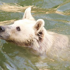 Aliza The Syrian brown bear
