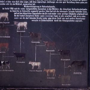 Backbreeding graphic - 1984