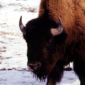 Bison - 1984