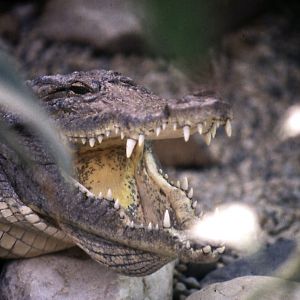 Nile Crocodile - 1984