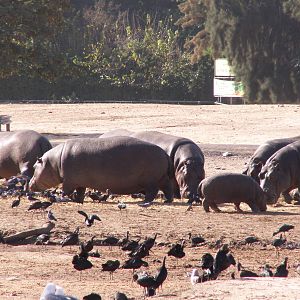 Hippos open safari