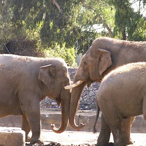 Motek the male elephant with his cows