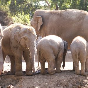 asian elephants
