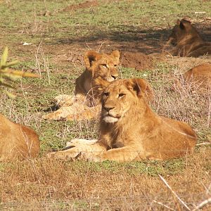 african lions
