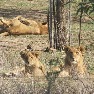 african lions
