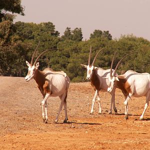 scimitar oryx
