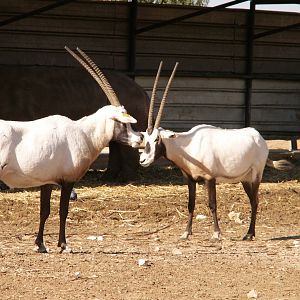 arabian oryx