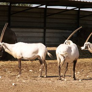 arabian oryx