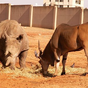 eland and white rhino