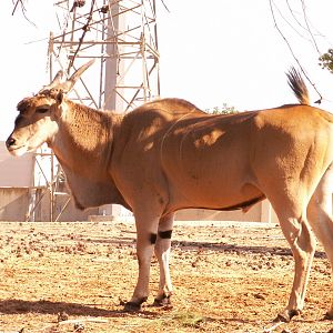 eland