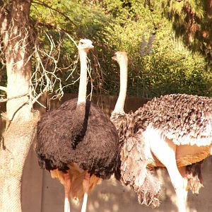 male and female ostrich