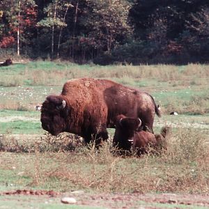 Bison and Calf - 1987