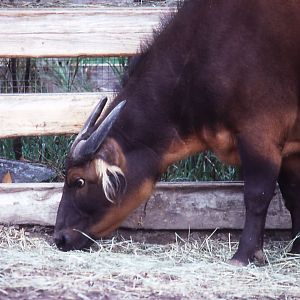 Dwarf Red Buffalo - 1987