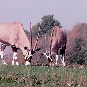 Gemsbok - 1987