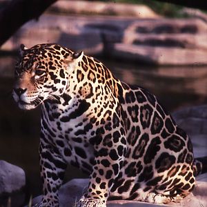 Jaguar - 1987