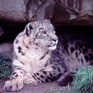 Snow Leopard - 1987