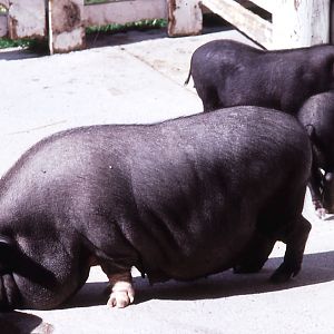 Vietnamese Potbellied Pigs - 1987