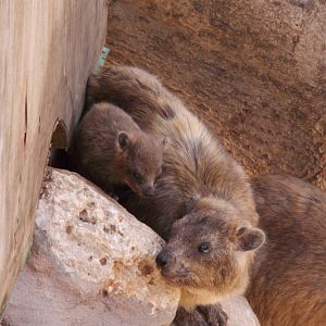 hyrax