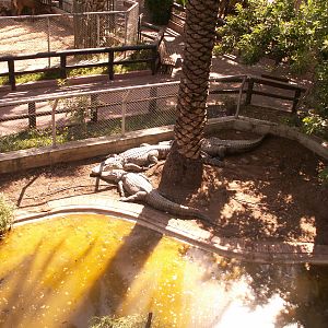 american alligator exhibit