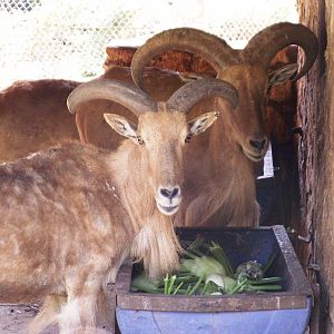 barbary sheep