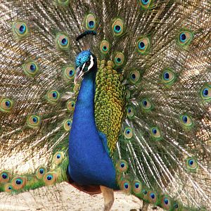 peafowl