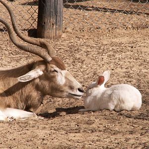 addax and a rabbit