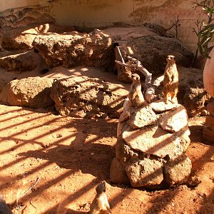 meerkats exhibit