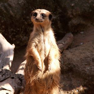 meerkat