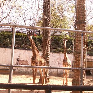 giraffes exhibit