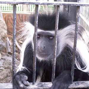 black and white colobus monkey cage