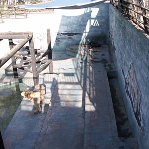 syrian brown bear exhibit