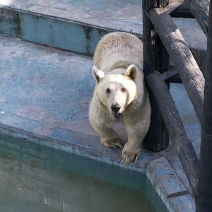 syrian brown bear exhibit