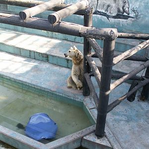 syrian brown bear exhibit