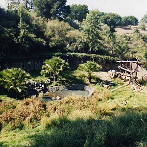 Oakland Zoo-Spectacled Bear exhibit