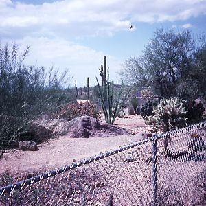Peccary exhibit - 1988