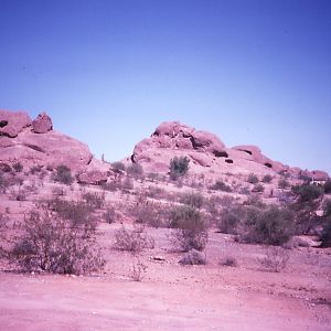 Bighorn enclosure - 1988