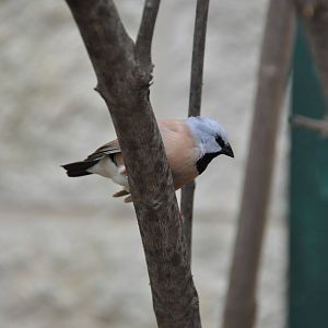 Black-throated finch/ Poephila cincta