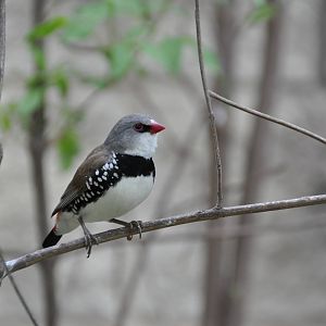 Diamond firetail finch/ Emblema guttata